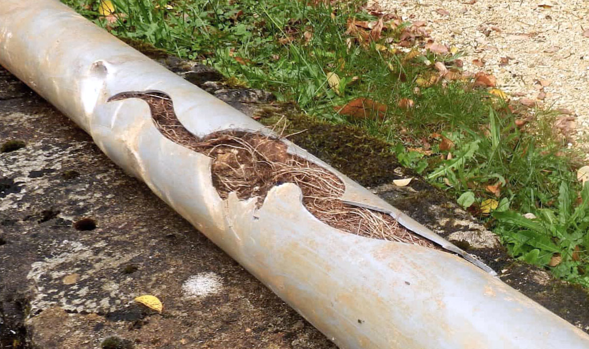 Tree root in pipe